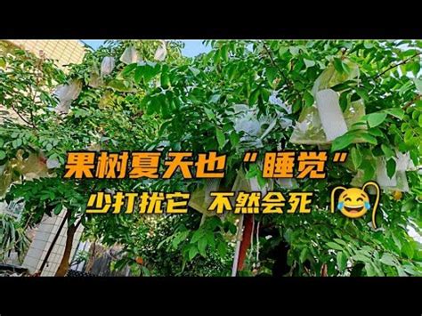 不用常澆水的果樹|無需澆水就能持續更長時間的室內植物